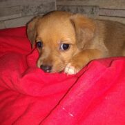 Cachorro porte pequeno para adoção em Brasília - Distrito Federal
