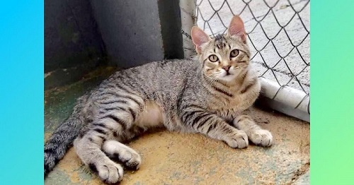Gato Pequeno para adoção em Curitiba - Paraná