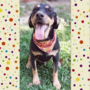 Cachorro porte medio para adoção em Curitiba - Paraná