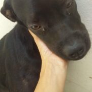 Cachorro porte medio para adoção em São José do Rio Preto - São Paulo