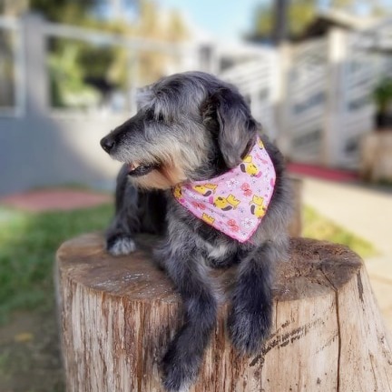 Cachorro Médio para adoção em Curitiba - Paraná