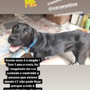 Cachorro porte grande para adoção em São Paulo - São Paulo