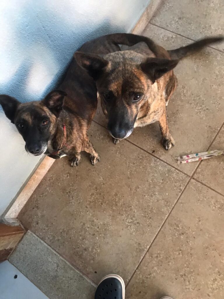 Cachorro Médio para adoção em Itapetininga - São Paulo