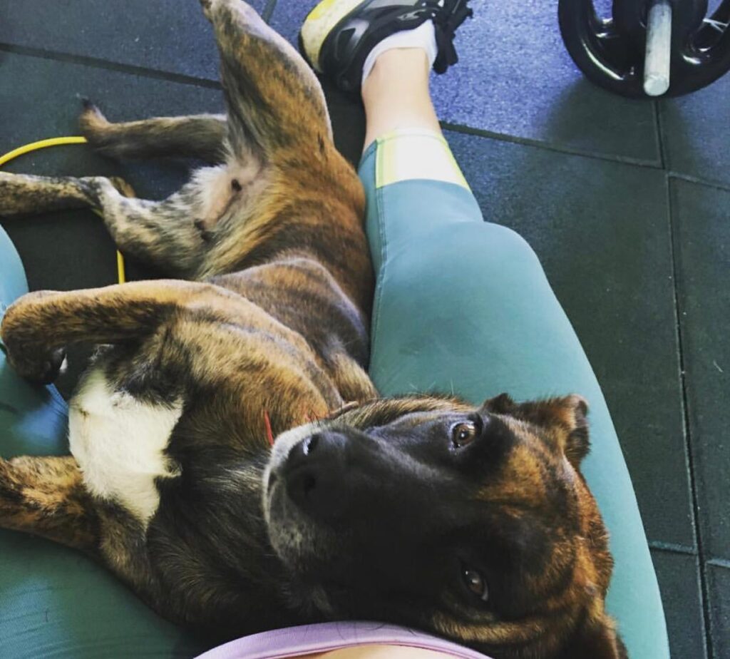 Cachorro Médio para adoção em Itapetininga - São Paulo