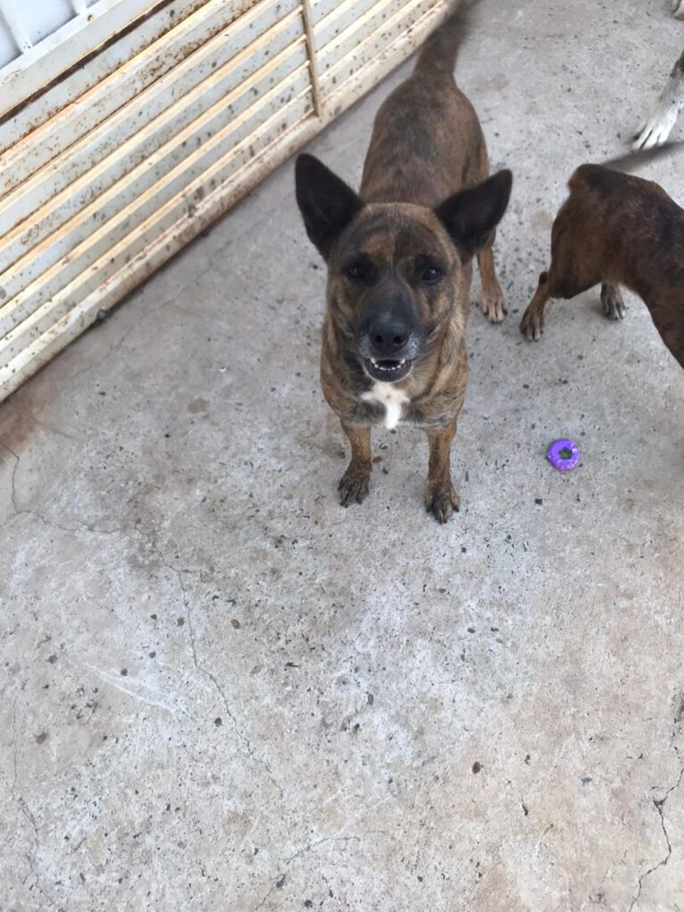 Cachorro Médio para adoção em Itapetininga - São Paulo