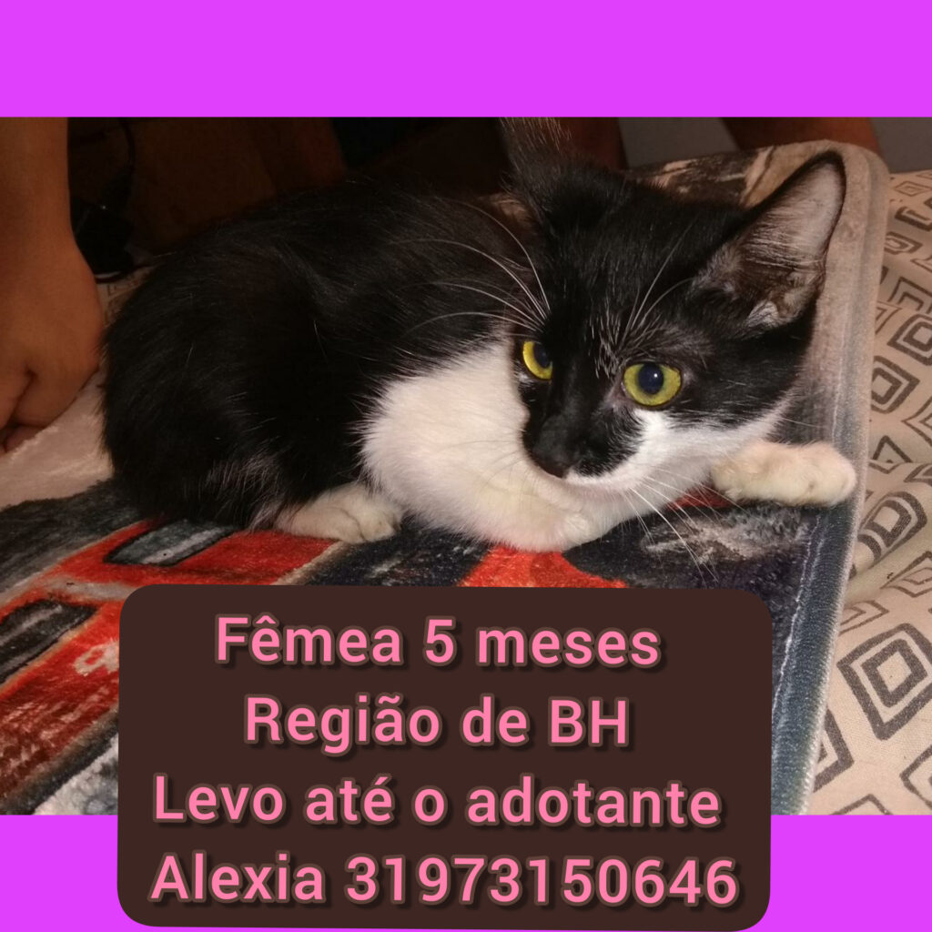 Gato Pequeno para adoção em Betim - Minas Gerais