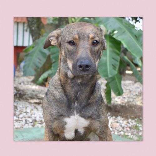 Cachorro Médio para adoção em Curitiba - Paraná