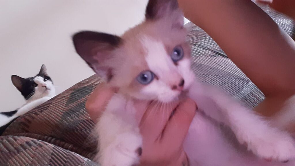 Gato Pequeno para adoção em Brasília - Distrito Federal