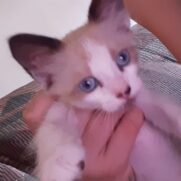 Gato porte pequeno para adoção em Brasília - Distrito Federal