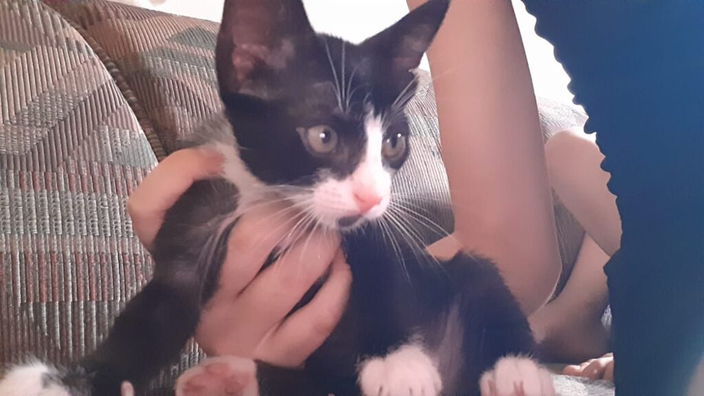 Gato Pequeno para adoção em Brasília - Distrito Federal