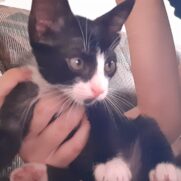 Gato porte pequeno para adoção em Brasília - Distrito Federal