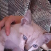 Gato porte pequeno para adoção em Brasília - Distrito Federal