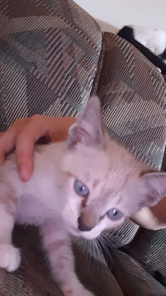 Gato Pequeno para adoção em Brasília - Distrito Federal