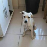 Cachorro porte medio para adoção em Betim - Minas Gerais