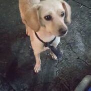 Cachorro porte medio para adoção em Belo Horizonte - Minas Gerais