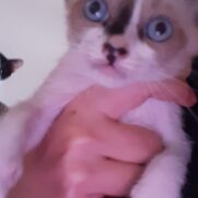 Gato porte pequeno para adoção em Brasília - Distrito Federal