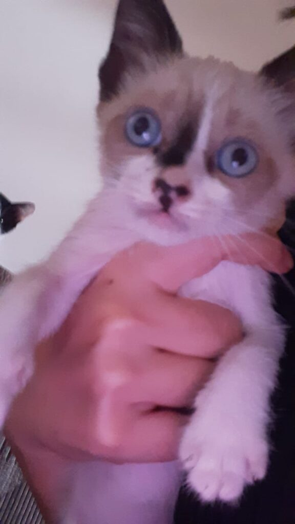 Gato Pequeno para adoção em Brasília - Distrito Federal