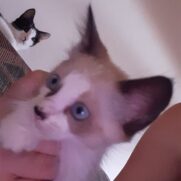 Gato porte pequeno para adoção em Brasília - Distrito Federal