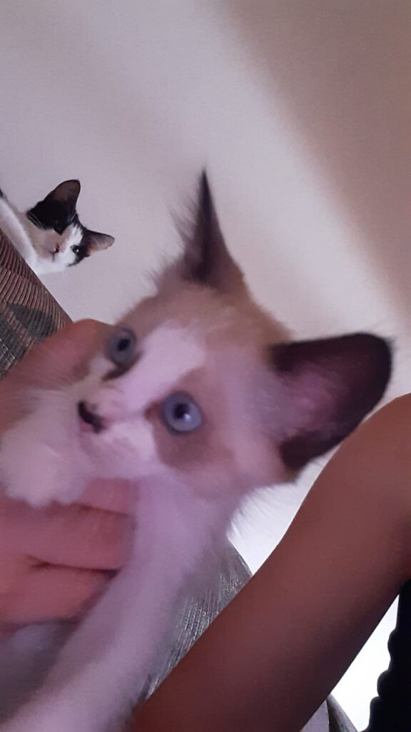 Gato Pequeno para adoção em Brasília - Distrito Federal