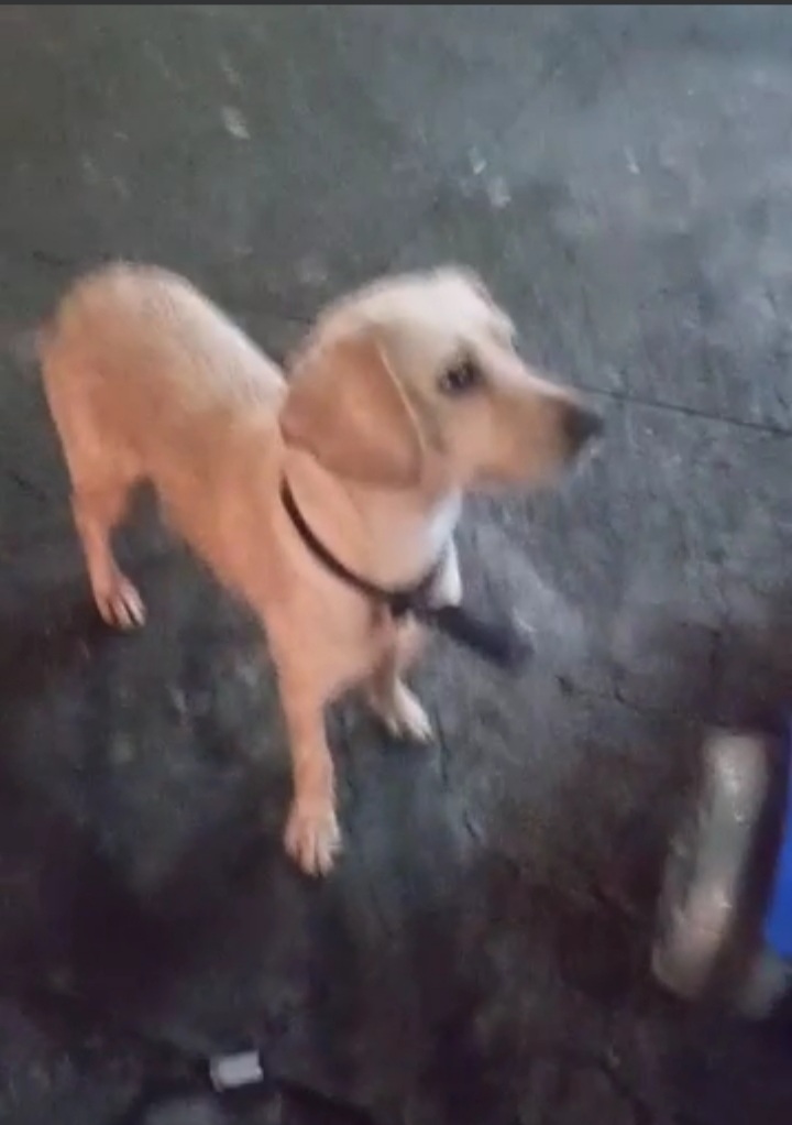Cachorro Médio para adoção em Belo Horizonte - Minas Gerais