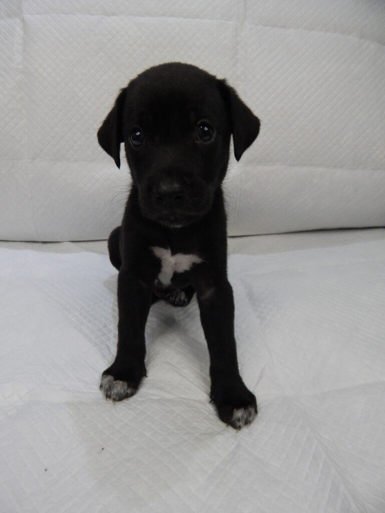 Cachorro Médio para adoção em Porto Alegre - Rio Grande do Sul