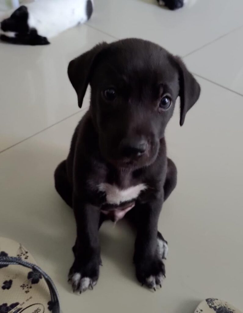 Cachorro Médio para adoção em Porto Alegre - Rio Grande do Sul
