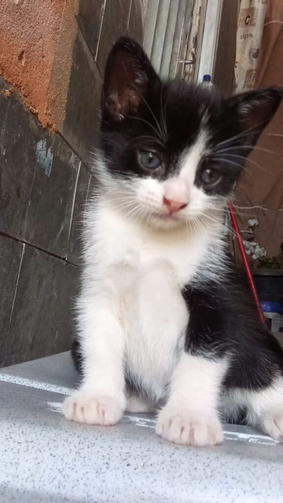 Gato Pequeno para adoção em Belo Horizonte - Minas Gerais