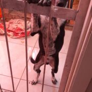 Cachorro porte grande para adoção em Cachoeirinha - Rio Grande do Sul