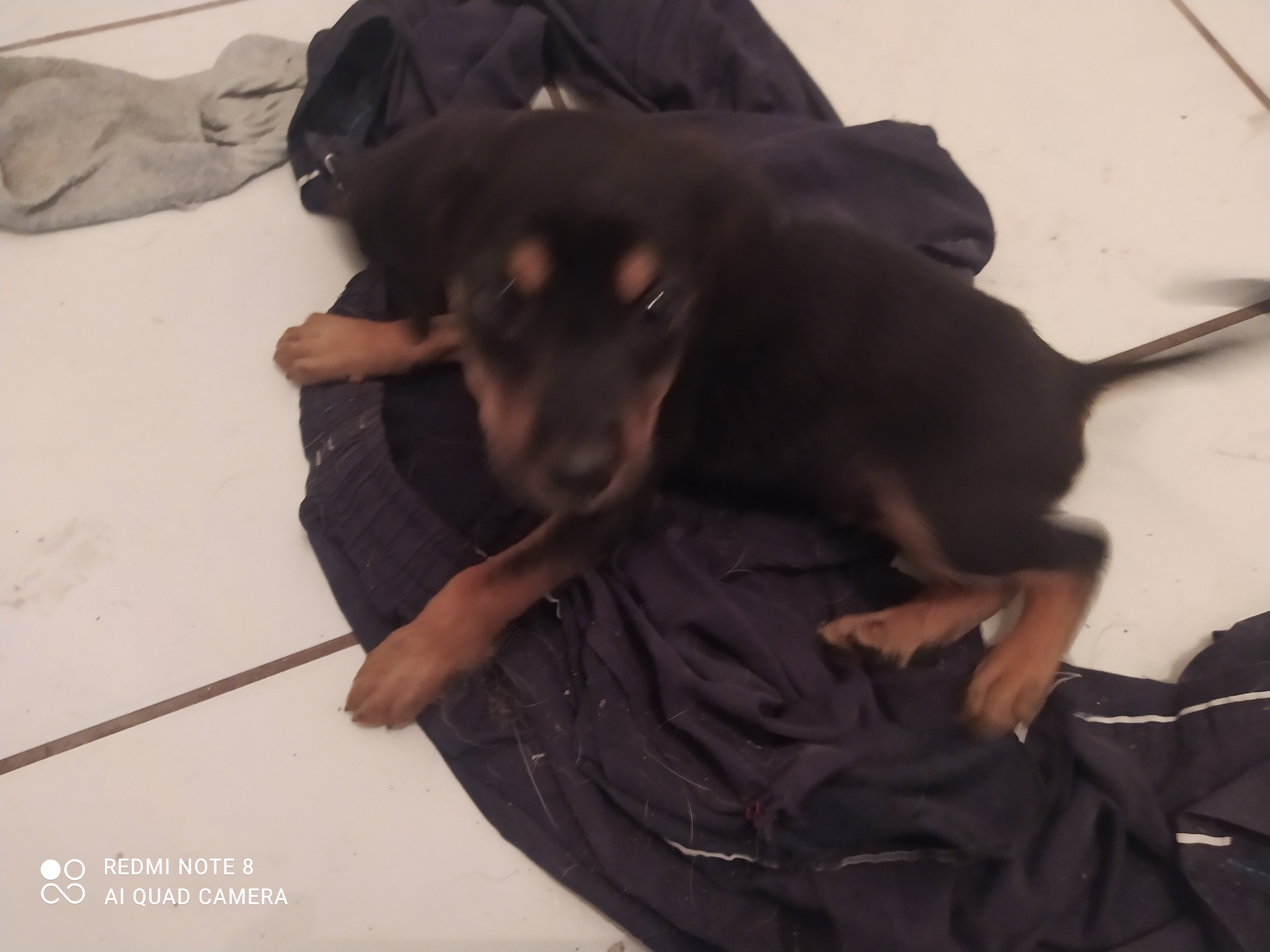 Cachorro Pequeno para adoção em Jacareí - São Paulo