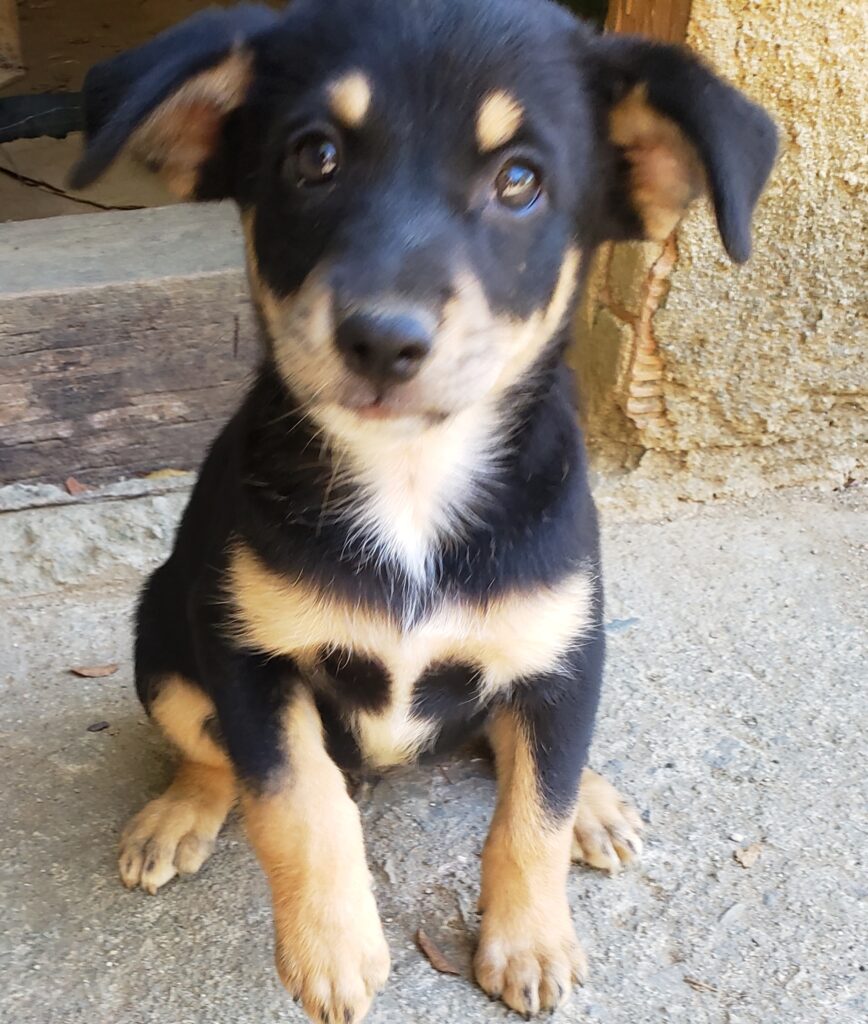 Cachorro Pequeno para adoção em Nova Iguaçu - Rio de Janeiro