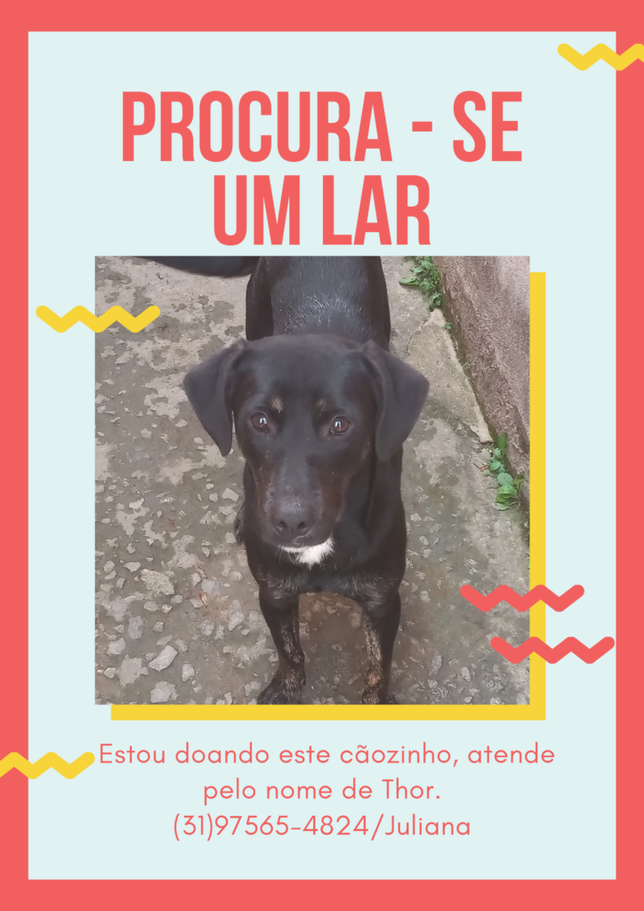 Cachorro Médio para adoção em Betim - Minas Gerais