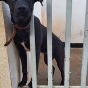 Cachorro porte medio para adoção em São José do Rio Preto - São Paulo