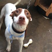 Cachorro porte grande para adoção em Guarulhos - São Paulo