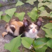 Gato porte pequeno para adoção em Recife - Pernambuco