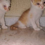 Gato porte pequeno para adoção em Recife - Pernambuco