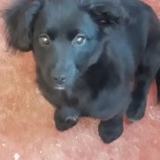 Cachorro porte pequeno para adoção em Franco da Rocha - São Paulo