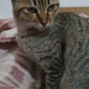 Gato porte medio para adoção em Franco da Rocha - São Paulo