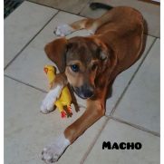 Cachorro porte medio para adoção em Arujá - São Paulo