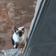 Gato porte medio para adoção em Franco da Rocha - São Paulo