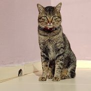 Gato porte medio para adoção em Francisco Morato - São Paulo