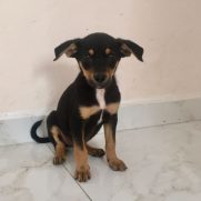 Cachorro porte medio para adoção em Mogi das Cruzes - São Paulo