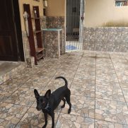 Cachorro porte pequeno para adoção em Mogi das Cruzes - São Paulo