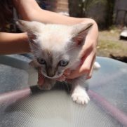 Gato porte pequeno para adoção em Brusque - Santa Catarina