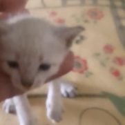 Gato porte pequeno para adoção em Cuiabá - Mato Grosso