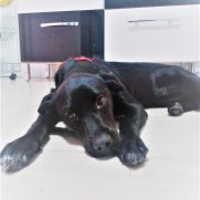 Cachorro porte pequeno para adoção em Brasília - Distrito Federal
