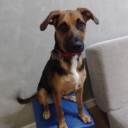 Cachorro porte medio para adoção em Guarulhos - São Paulo
