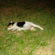 Cachorro porte pequeno para adoção em Tanabi - São Paulo