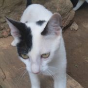Gato porte pequeno para adoção em Salvador - Bahia