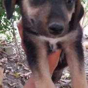 Cachorro porte medio para adoção em Betim - Minas Gerais