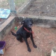 Cachorro porte medio para adoção em Balneário Camboriú - Santa Catarina